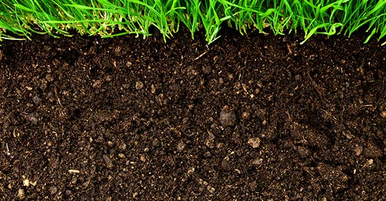 Soil Amendments and Conditioners supply in Nigeria